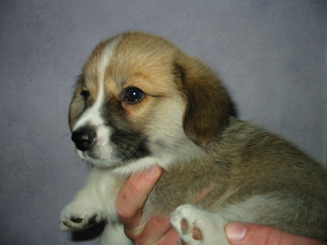 PUP